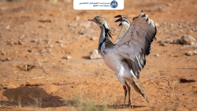 بصمة أثر الحبارى تميّزها في صحارى المملكة وتدعم جهود الصون البيئي