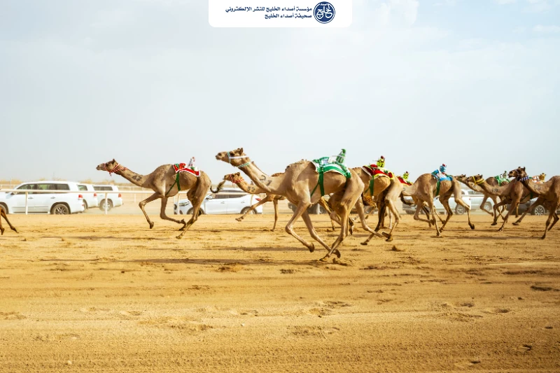 الهجن في مهرجان ولي العهد تتجاوز مسافة 14 ألف كيلومترًا منذ انطلاق نسخته الأولى
