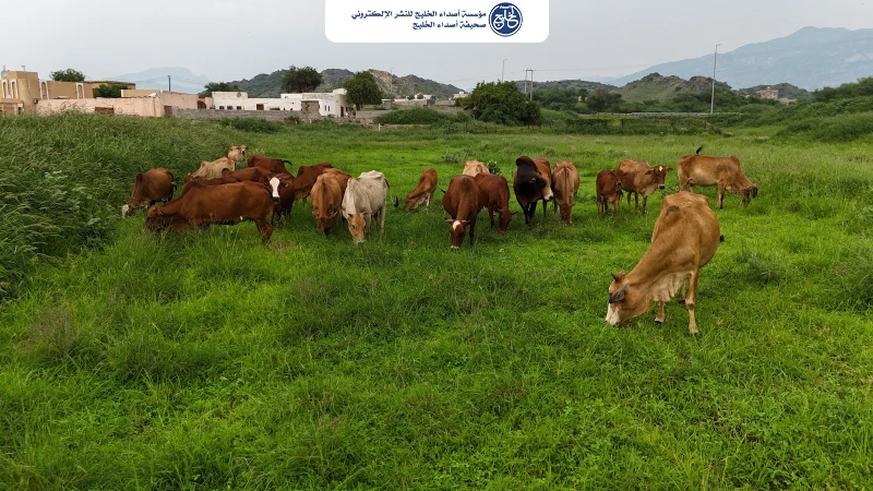 أمطار جازان تكسو الأرض خضرة وترسم لوحة ساحرة