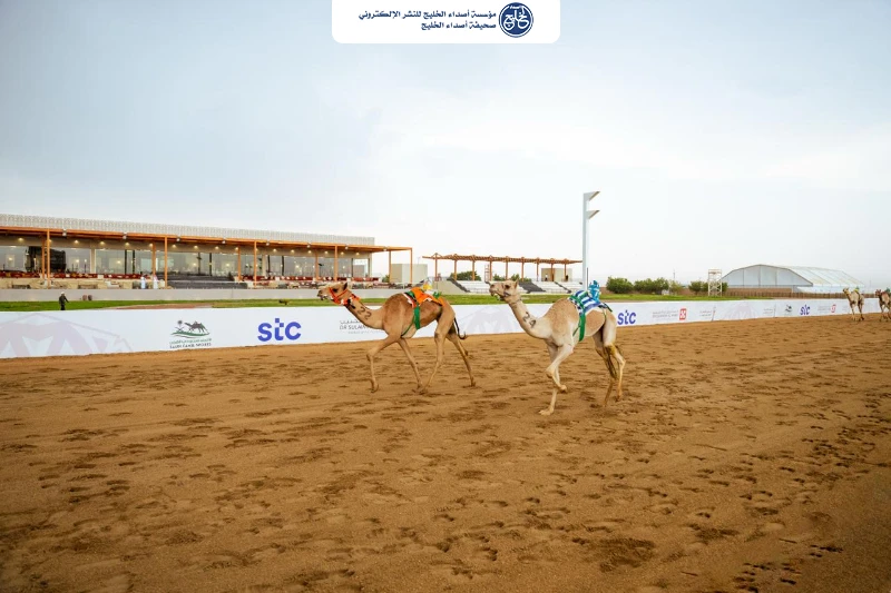 انطلاق كأس اتحاد الهجن 2026 بالطائف بمشاركة 1390 مطية