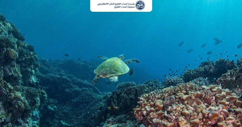 المؤسسة العامة للمحافظة على الشعب المرجانية والسلاحف في البحر الأحمر.. جهود رائدة لصون السلاحف البحرية في البحر الأحمر